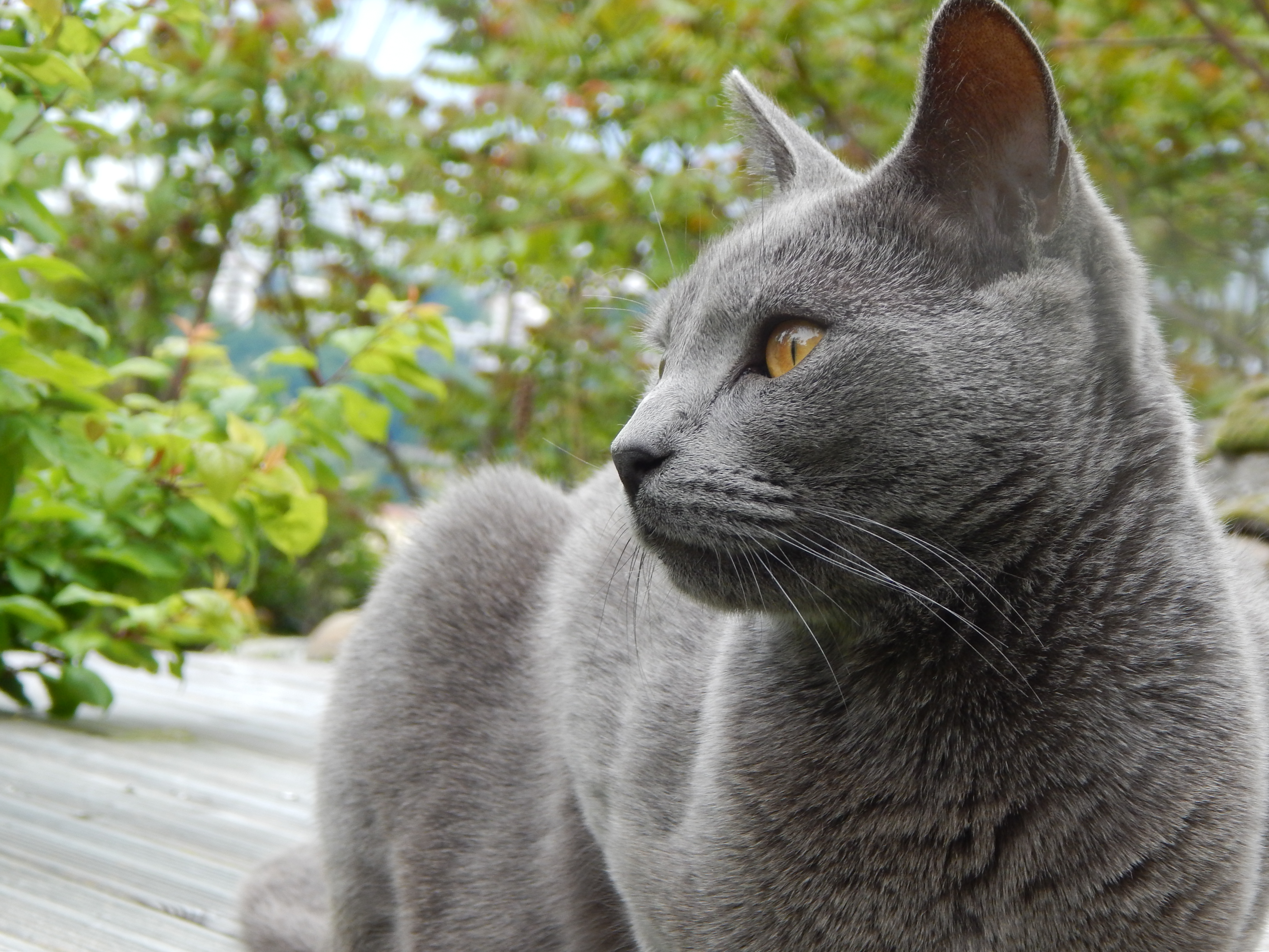 chat chartreux 2.JPG